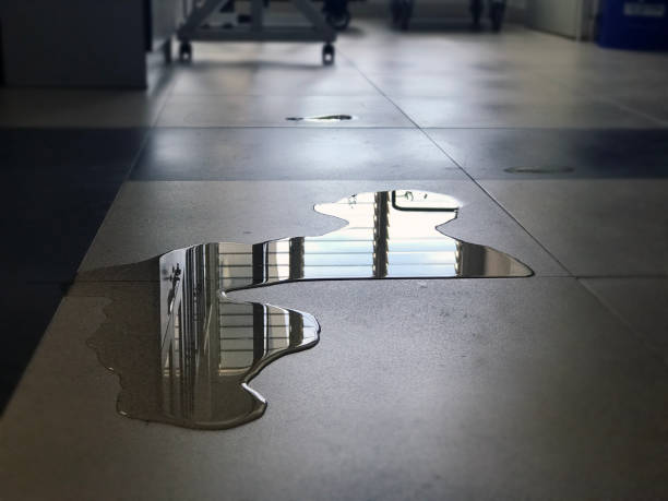 Best Professional water damage repair  in Belmont, VA