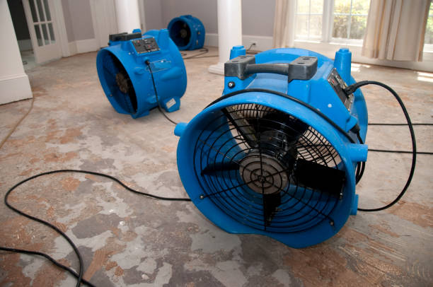 Best Professional water damage repair  in Belmont, VA