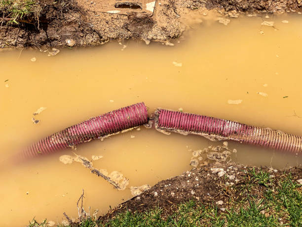 Best Carpet water damage restoration  in Belmont, VA